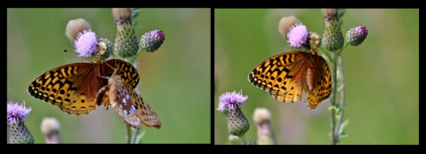 fritillary juxtaposition