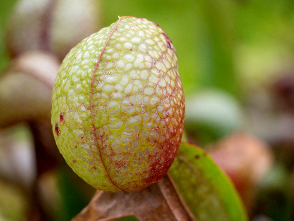 Kew Orchids March 2018 081