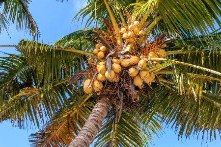 Coconuts on a coconut palm, Bali island. photo