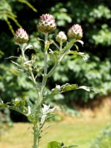 Kew Gardens 7 July 2018 031