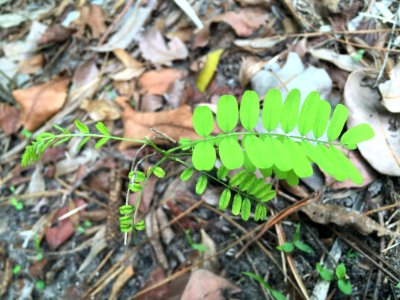 Rosary Pea Ricinus communis