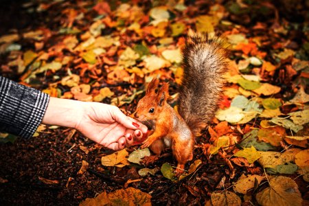 Beautiful little red squirrel animal carmine in autumn with hand nuts in the park. photo