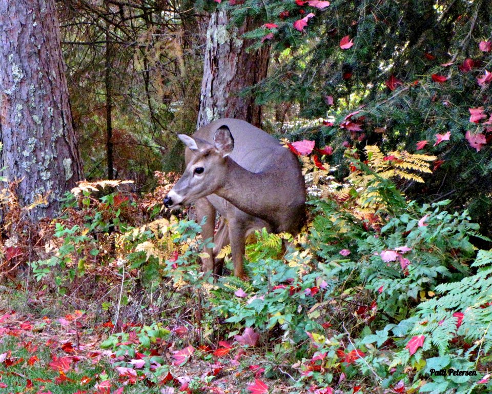 Whitetail deer