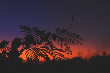 Silhouette of palm trees at tropical sunset on Bali island.