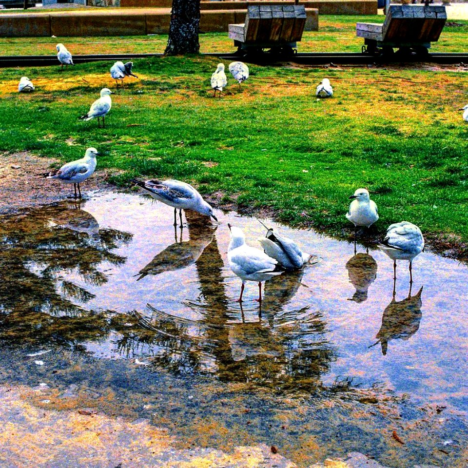 007 Fremantle Seagulls 1