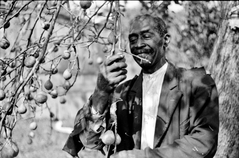 Green Thumb: A FSA (Farm Security Administration) borrower picking pears. Saint Mary's County, Maryland 1940.