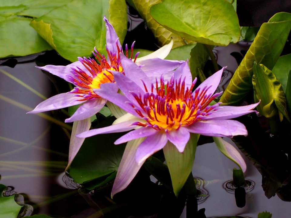 Kew Gardens 17 June 2018 040