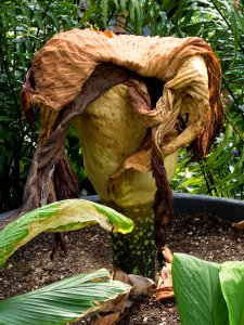 Kew Gardens 14 July 2018 073