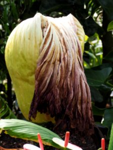 Kew Gardens 7 July 2018 035