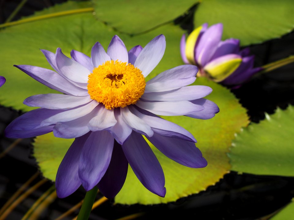 Kew Gardens 7 July 2018 006