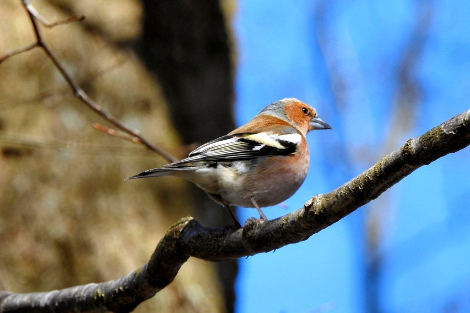 Buchfink - Chaffinch