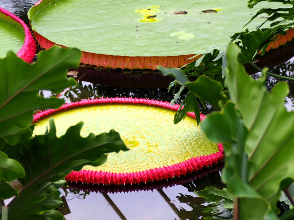 Kew Gardens 17 June 2018 145