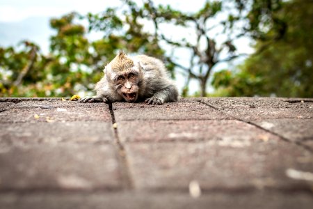 A funny little macaque on the nature background. Bali island. photo