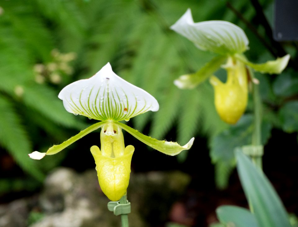 Kew Orchids March 2018 034