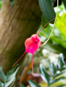 Kew Orchids March 2018 031