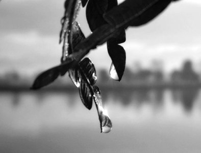 Morning Dew