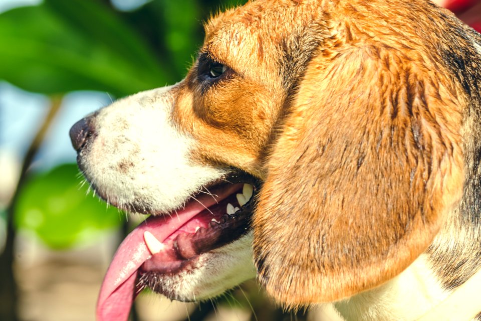 Portrait of cute female beagle dog in the park, Bali island, Indonesia.