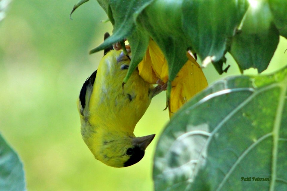 Goldfinch