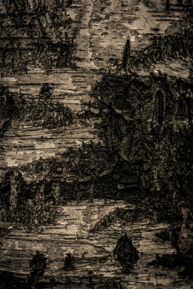 Pattern of tree trunk