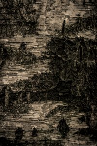 Pattern of tree trunk photo