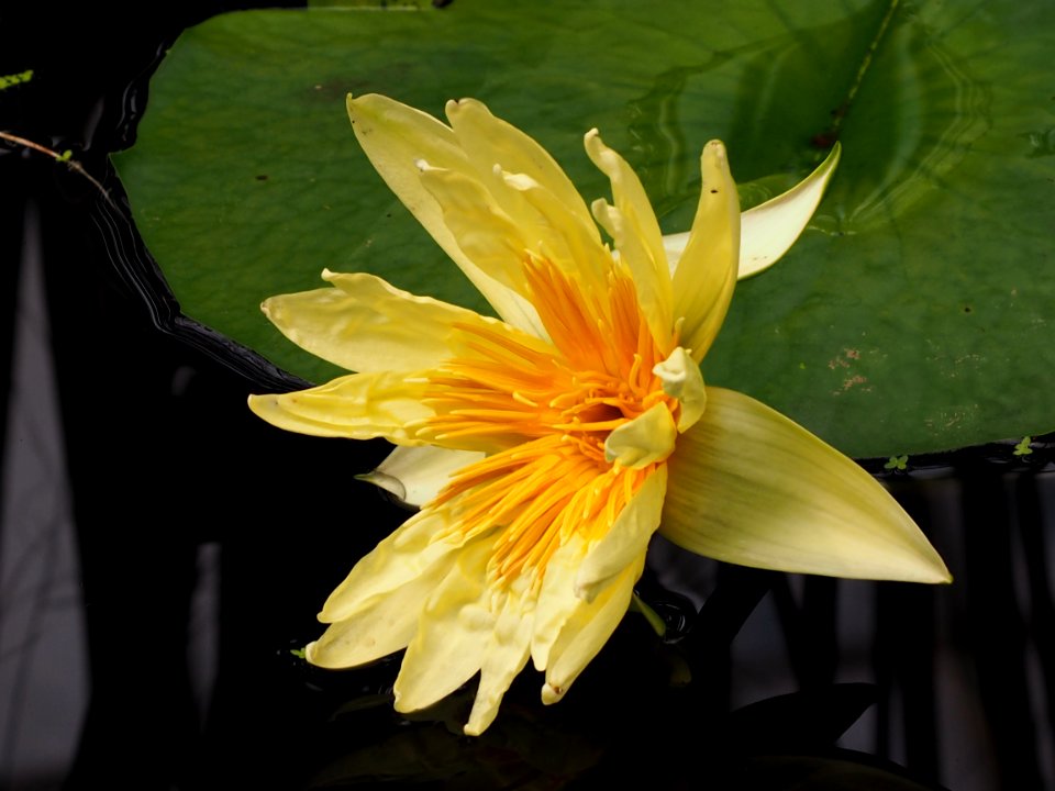 Kew Gardens 17 June 2018 044
