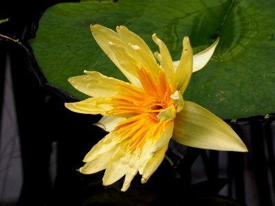 Kew Gardens 17 June 2018 044