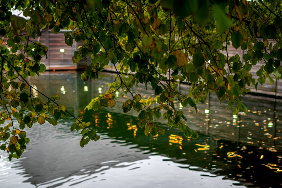 Fall pond in the park, Moscow, Russia.