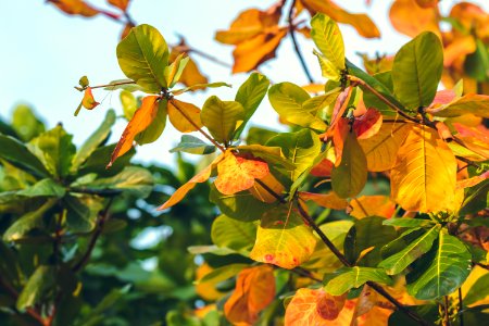 Red, Green Orange Autumn Leaves Background. Tropical leaves background. Bali island, Indonesia.