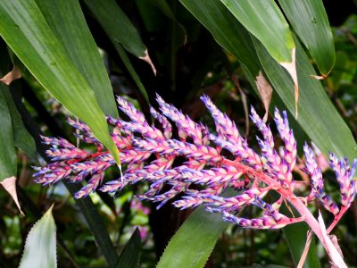 Kew Gardens 17 June 2018 139