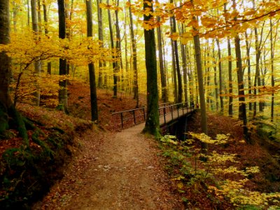 Trail through the dense forest of Medvednica Mountain