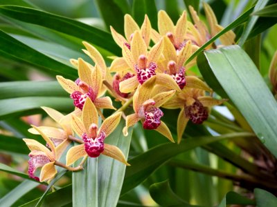 Kew Orchids March 2018 025