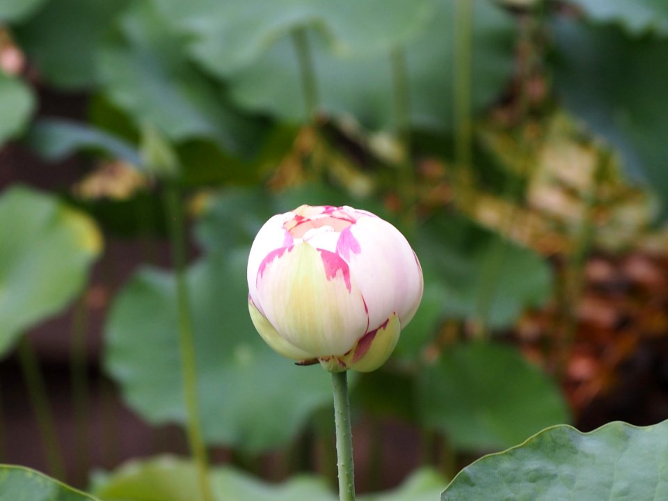 Kew Gardens 14 July 2018 086