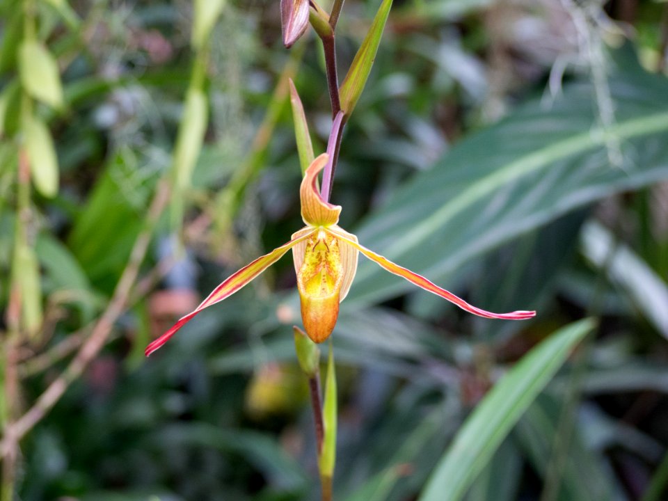 Kew Orchids March 2018 049
