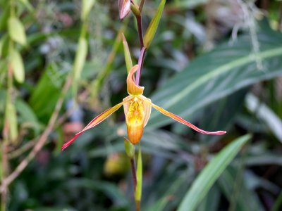 Kew Orchids March 2018 049 photo