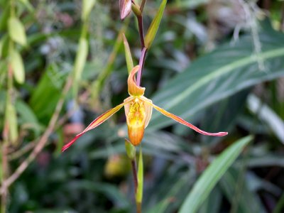 Kew Orchids March 2018 049