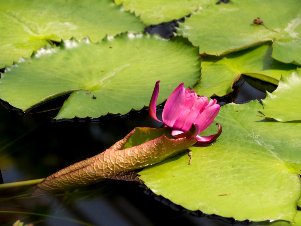 Kew Gardens 28 May 2018  057