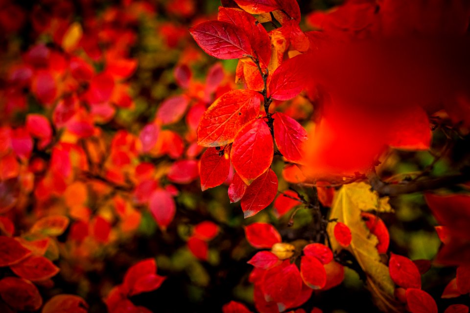 Red and Orange Autumn Leaves Background. photo