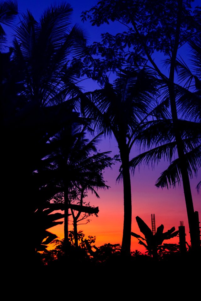 Silhouette of palm trees at tropical sunset on Bali island. photo