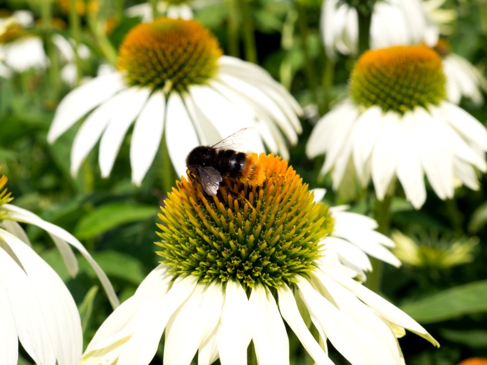 Kew Gardens 14 July 2018 055