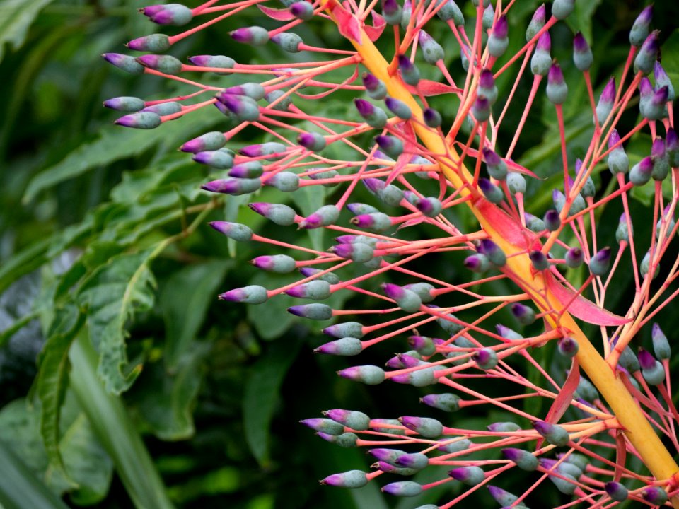 Kew Gardens 17 June 2018 142