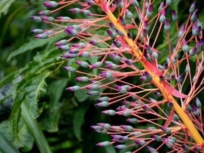 Kew Gardens 17 June 2018 142