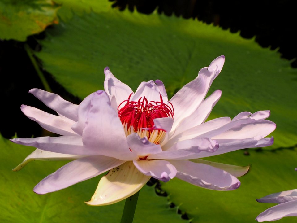Kew Gardens 7 July 2018 002