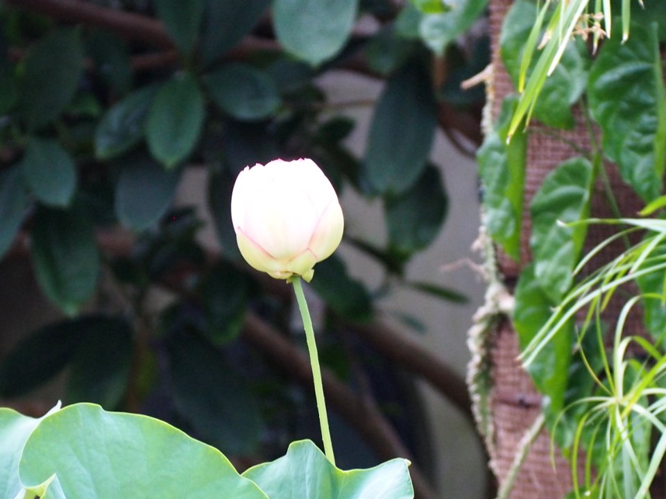Kew Gardens 7 July 2018 047