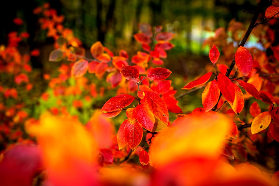 Red and Orange Autumn Leaves Background. photo