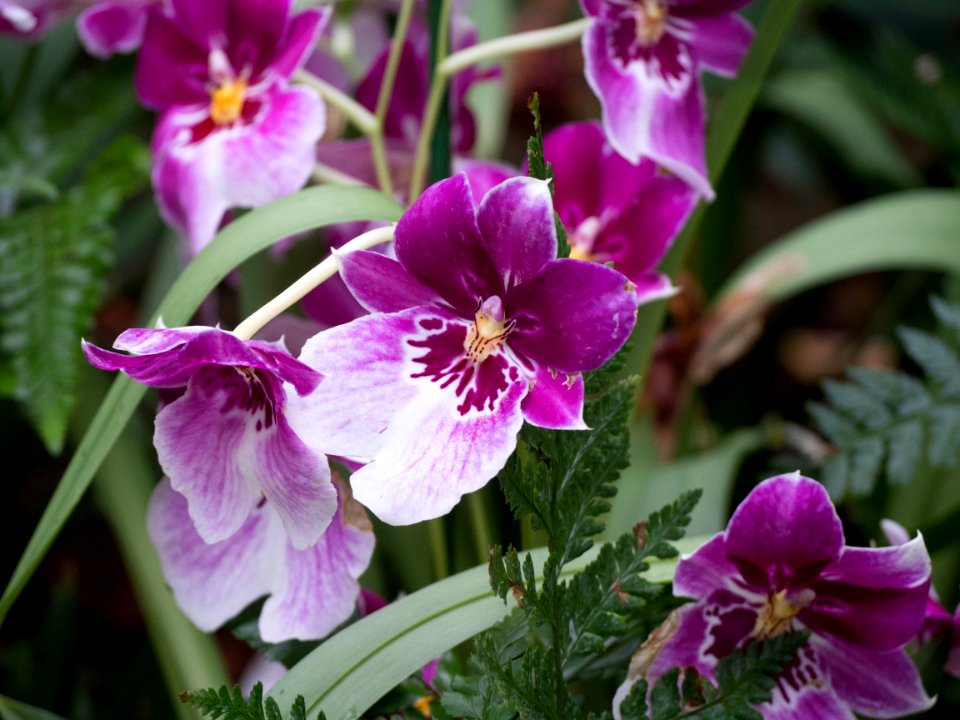 Kew Orchids March 2018 019
