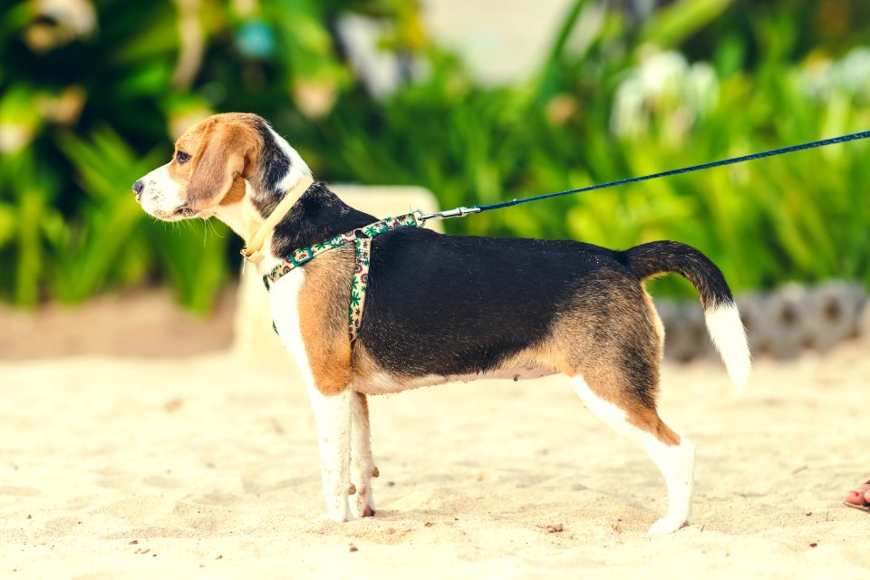 Cute female beagle dog on the beach of Bali island, Indonesia.