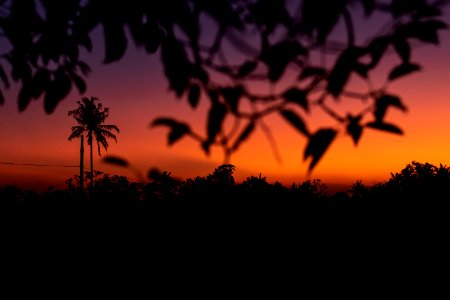 Silhouette of palm trees at tropical sunset on Bali island. photo