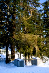 Grouse Mountain Gold Reindeer