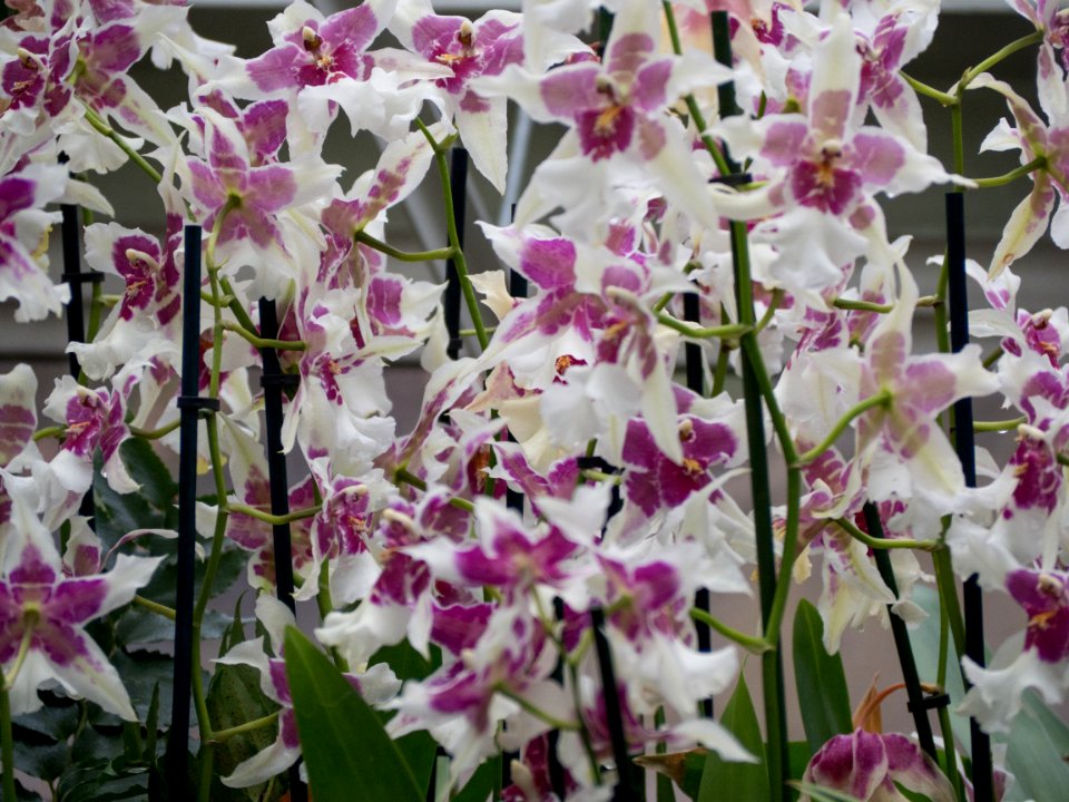 Kew Orchids March 2018 027