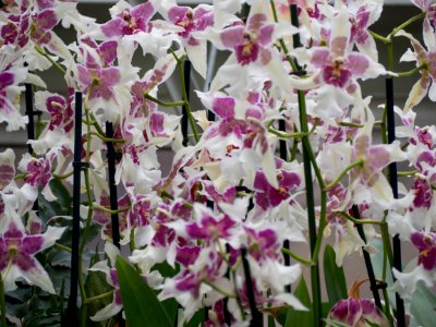 Kew Orchids March 2018 027 photo